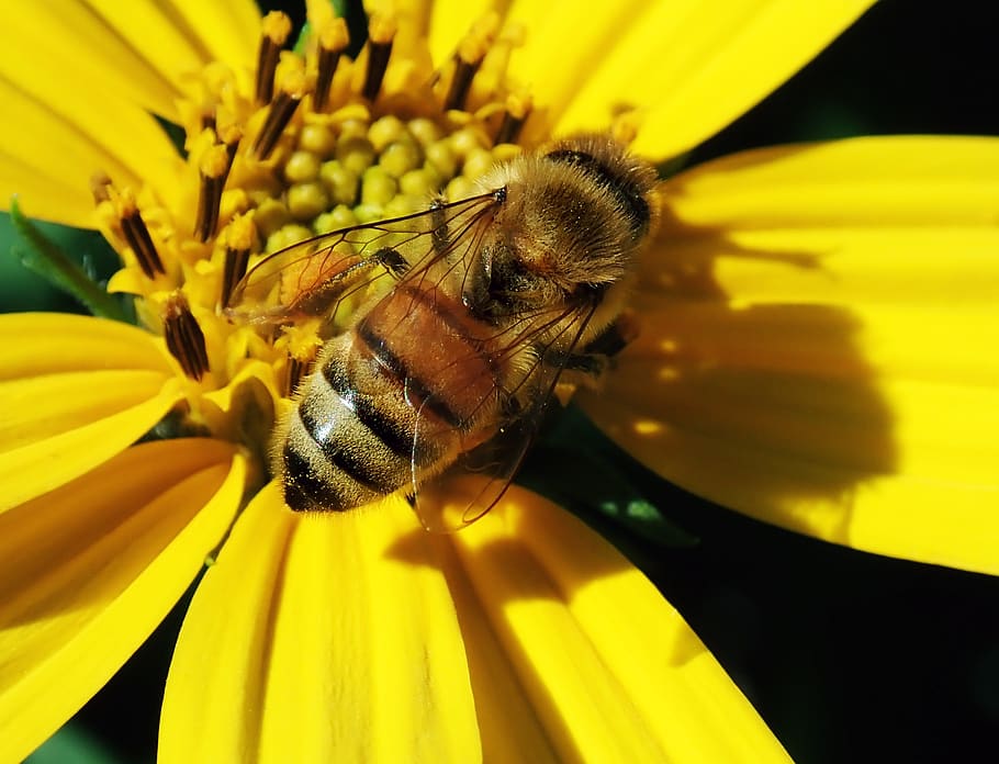 bee, insect, flower, pollen, garden, nature, invertebrate, flowering plant HD wallpaper