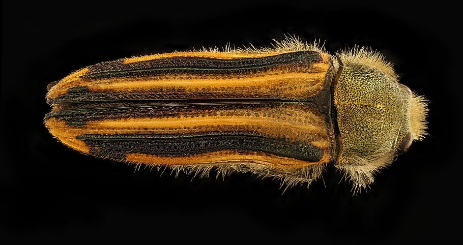 beetle, chile, macro, wildlife, nature, bug, usgs, close up HD wallpaper