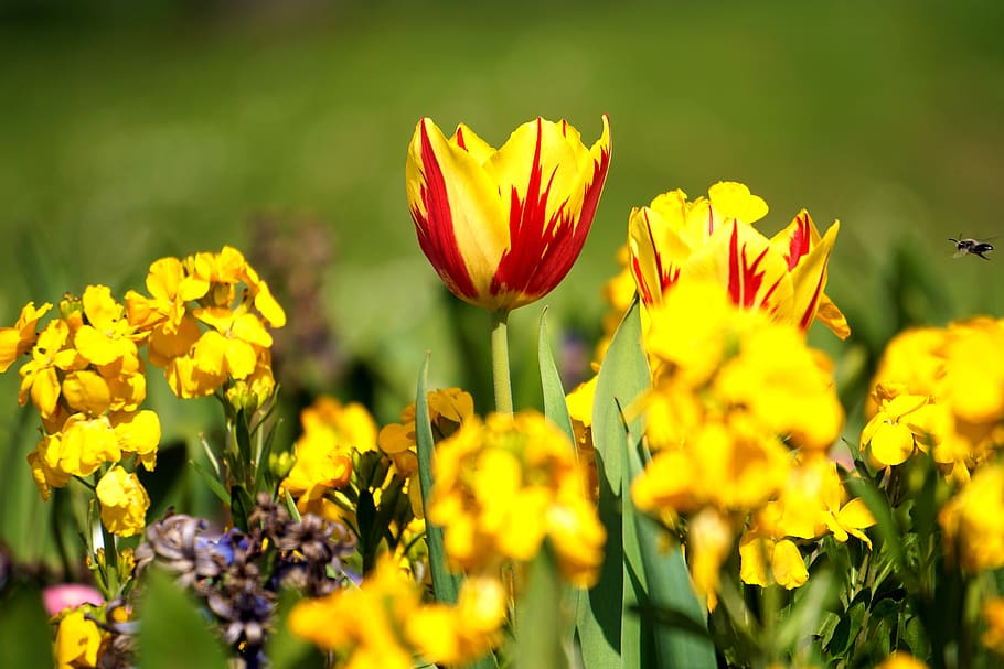 Selective Focus Photography of Yellow Clustered Flowers, bee HD wallpaper