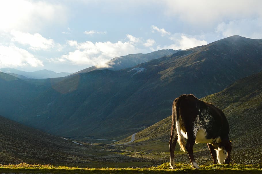 Brown Cow Eating Grass, cattle, clouds, cloudy, daylight, field HD wallpaper