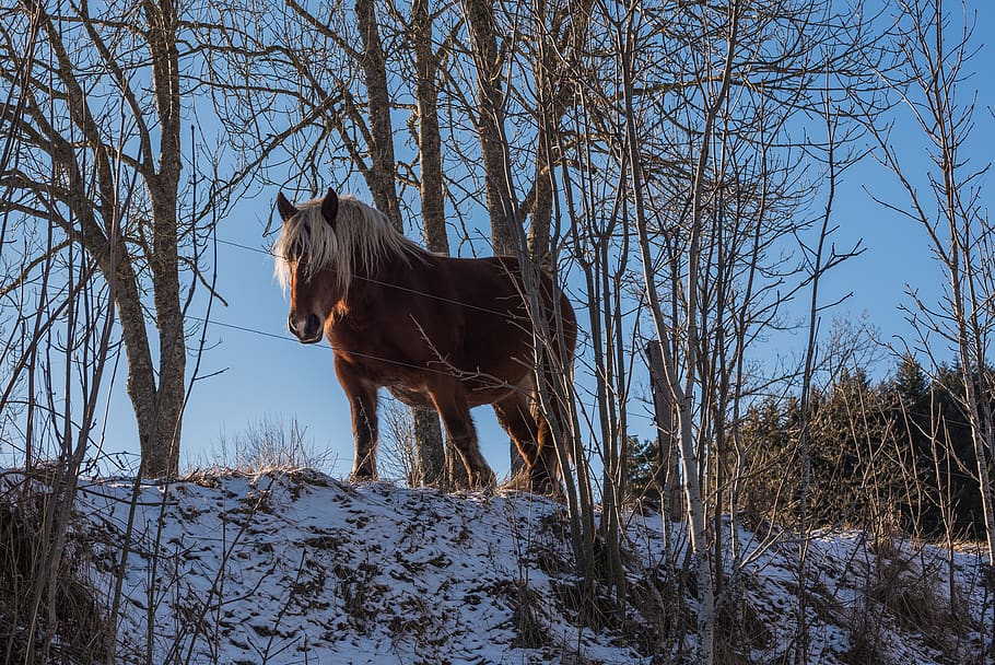 winter, snow, nature, cold, tree, frost, sky, ice, mammal, horse HD wallpaper