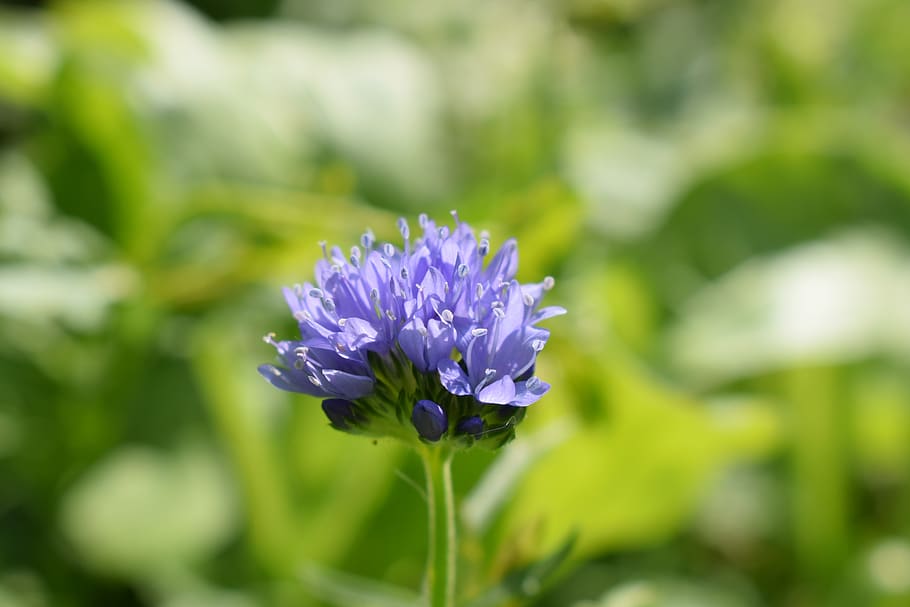 cornflower, blue, nature, summer, flowering plant, vulnerability HD wallpaper