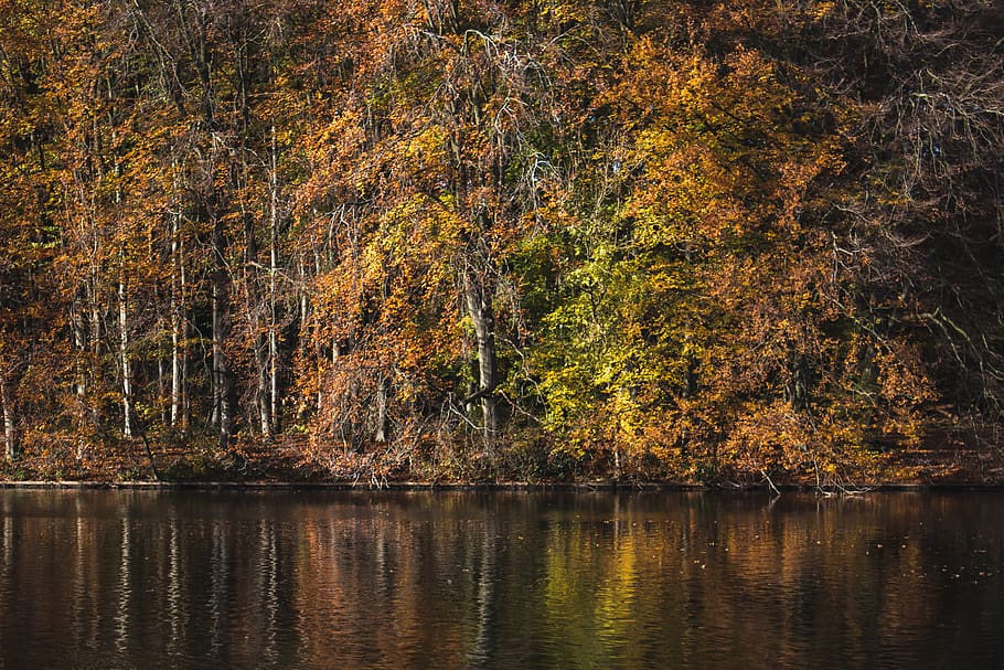 lake and trees during day, water, beauty in nature, waterfront HD wallpaper