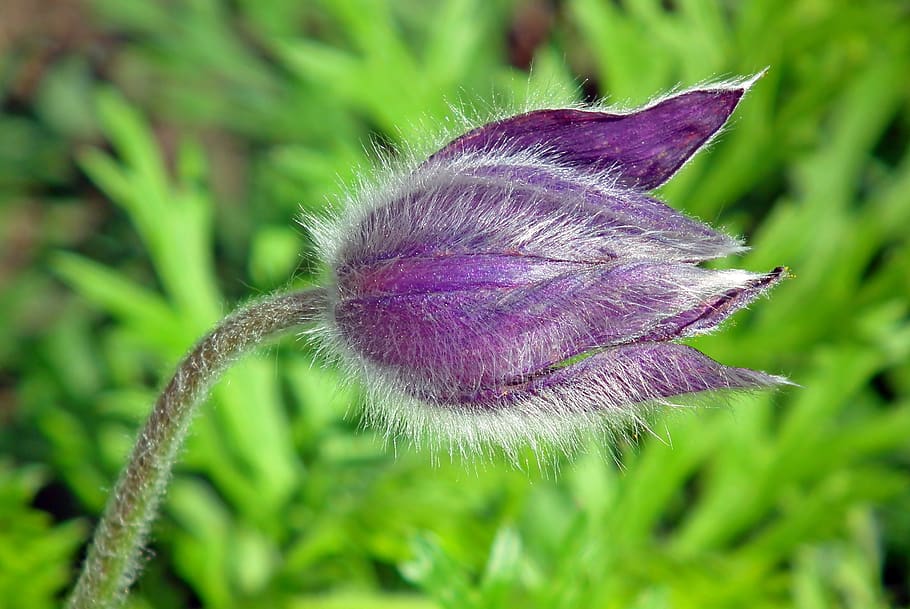 sasanka, flower, spring, garden, macro, hairy, nature, violet, HD wallpaper