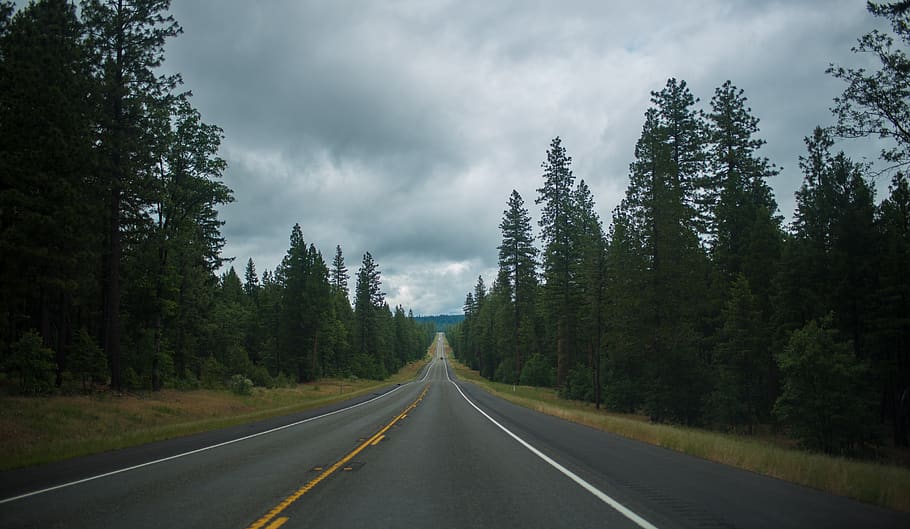 asphalt road between green trees, highway, plant, fir, abies HD wallpaper