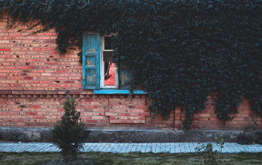 ivy, house, window, architecture, built structure, building exterior HD wallpaper
