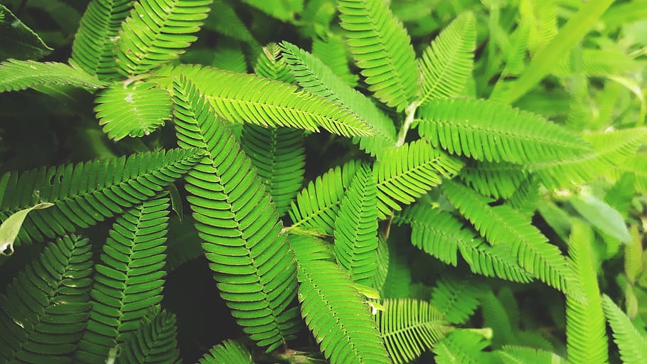 leaves, grass, garden, vegetation, flora, tropical, panama HD wallpaper