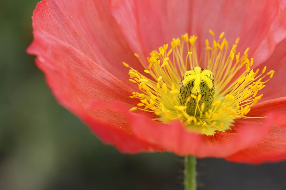 icelandic poppy, blushing, colorful, bloom, blossom, garden, HD wallpaper