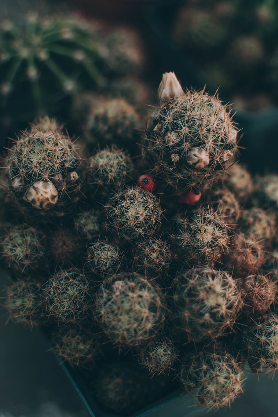 green cactus plant, fruit, food, pattern, mold, fractal, ornament HD wallpaper