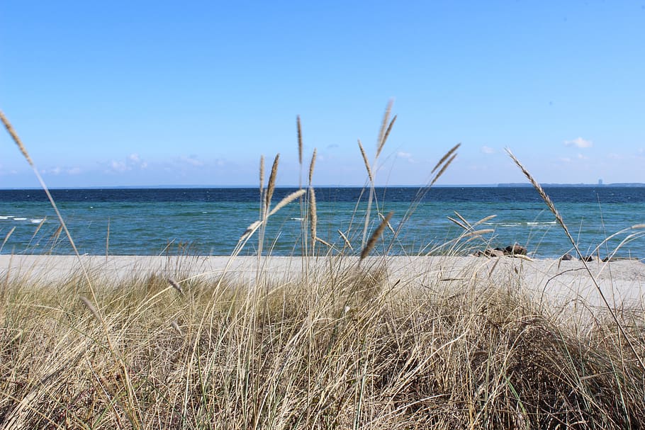 beach, grass, sea, dunes, water, horizon over water, sky, beauty in nature HD wallpaper