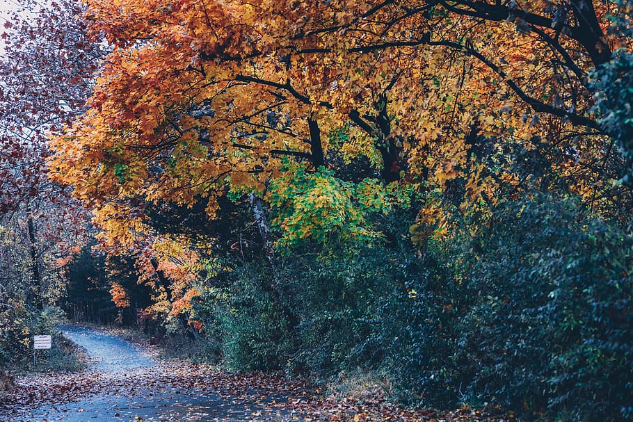 Trees By The Road, fall foliage, forest, autumn, plant, change HD wallpaper