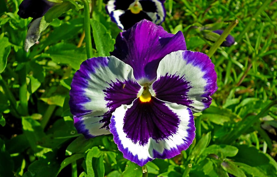 pansy, colored, flower, spring, garden, nature, closeup, blooming HD wallpaper