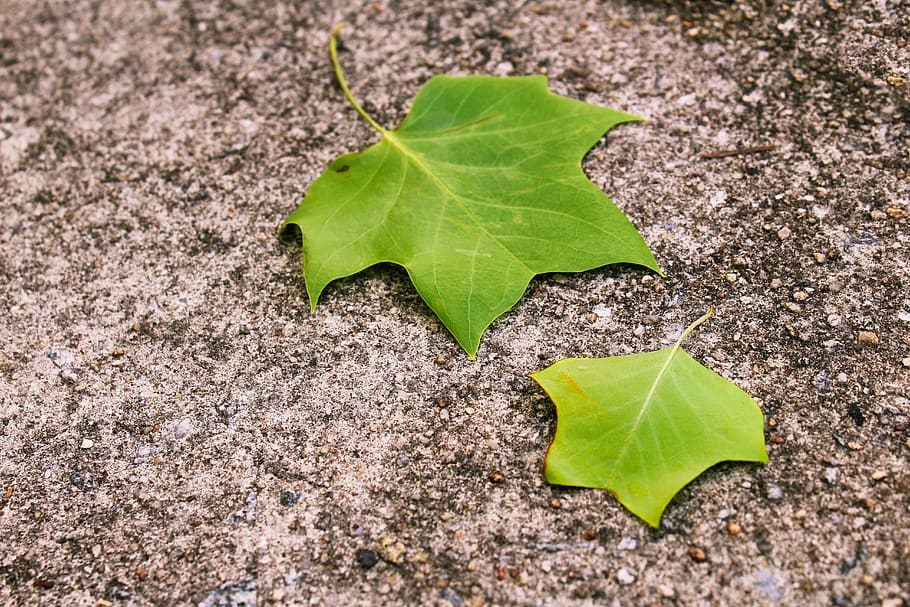 leaves, green, plant part, leaf, green color, nature, close-up HD wallpaper