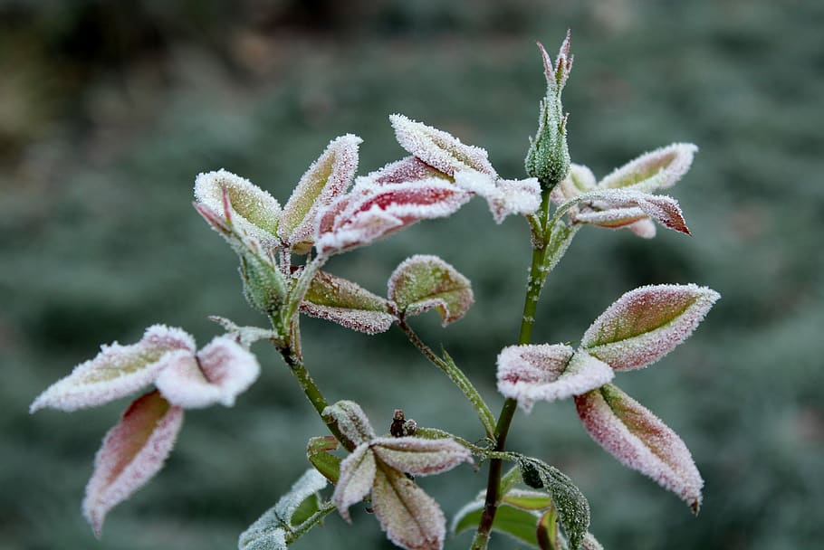 ground frost, rose bush, autumn, cold, nature, morning, frozen