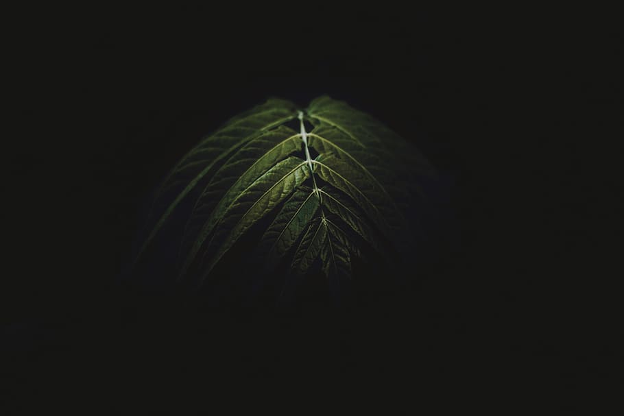 green leafed plant, vegetation, tree, fern, sunlight, hemp, weed HD wallpaper