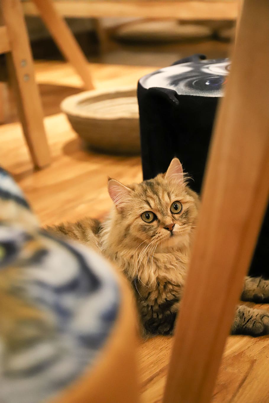 cat, beautiful, domestic, pets, domestic animals, domestic cat HD wallpaper