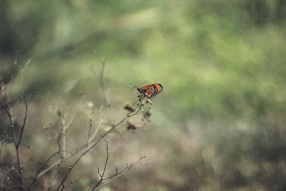 nature, butterfly, animals in the wild, animal wildlife, insect HD wallpaper