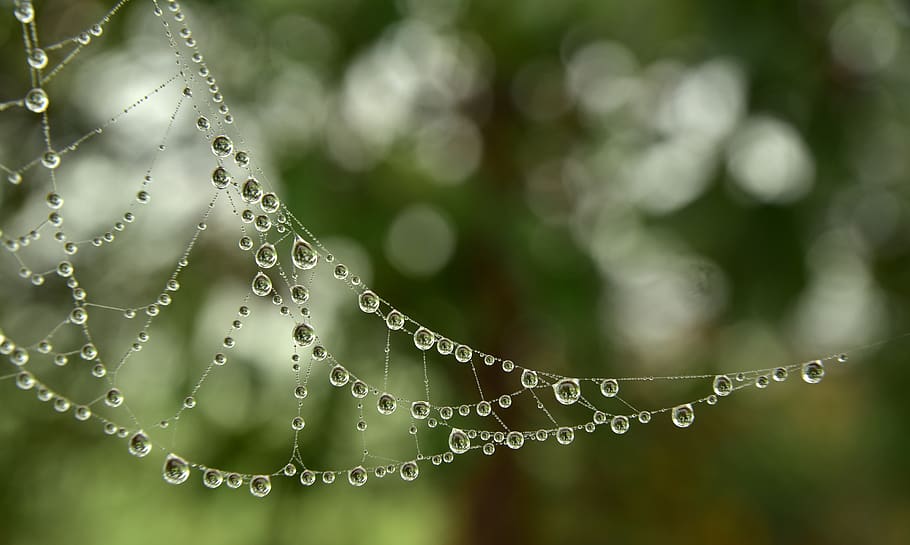 cobweb, drip, dewdrop, fog drops, fine, beads, wet, moist, autumn HD wallpaper