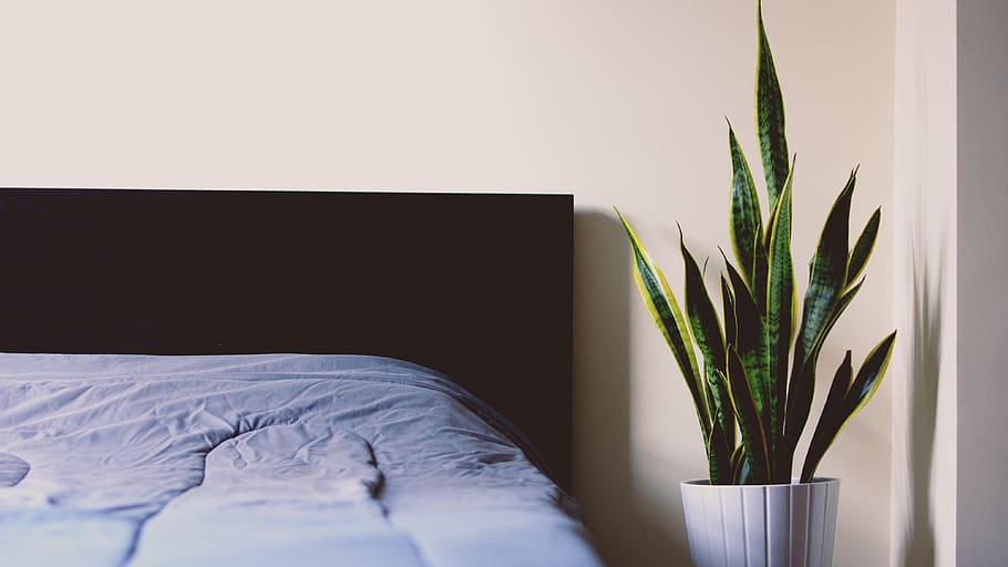 bed, sheet, sleep, relax, plant, room, house, furniture, indoors HD wallpaper