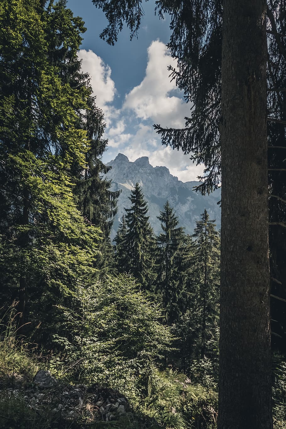 trees and mountains, plant, tranquility, land, tranquil scene HD wallpaper
