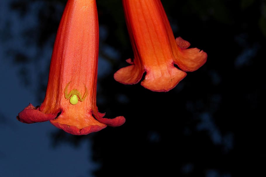 flower, tropical, orange, summer, yellow, orange color, water HD wallpaper
