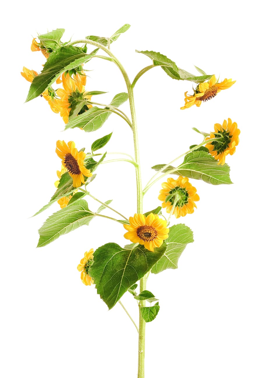 sunflower, closeup, isolated, leaf, nature, petal, ripe, season HD wallpaper