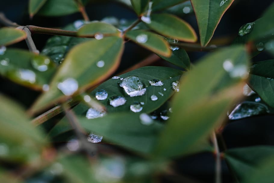 water, drops, leaves, moisture, bush, branch, tree, macro, leaf HD wallpaper