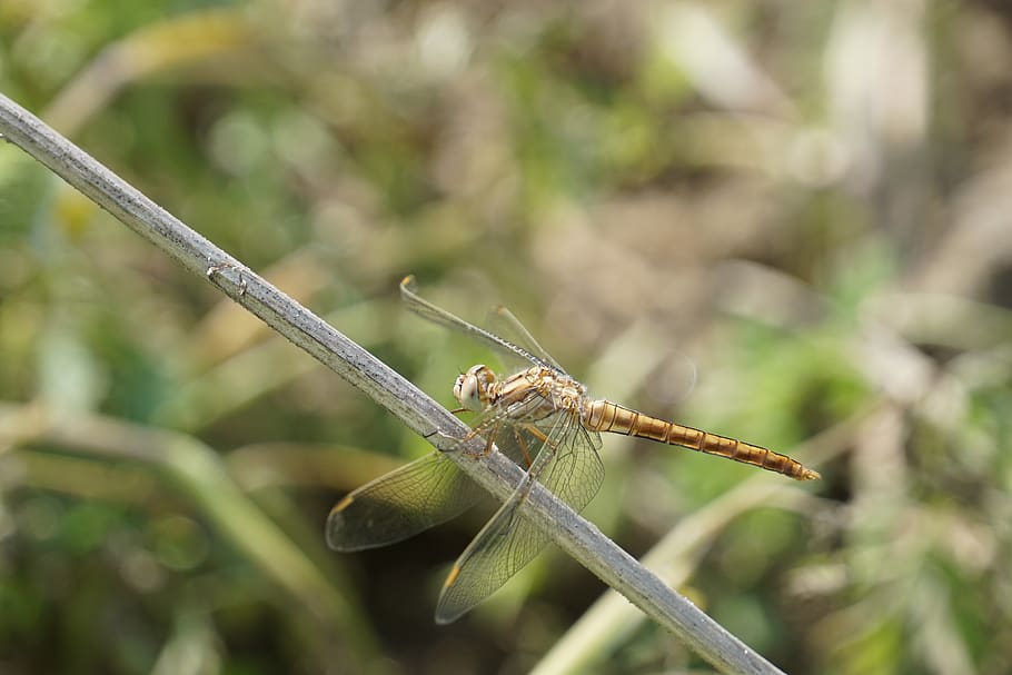 dragonfly, insect, nature, animals, wing, bug, summer, chitin HD wallpaper