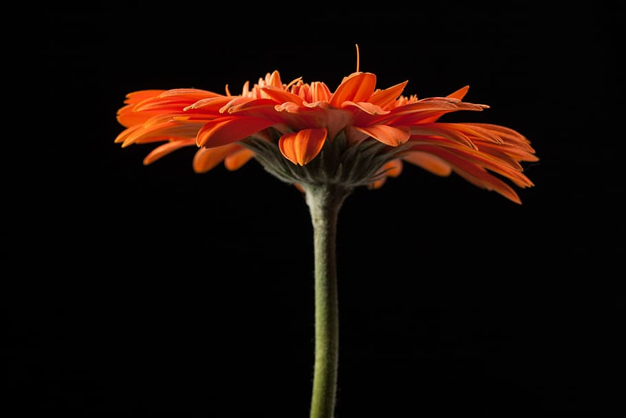 beautiful, red, gerbera, stem, isolated, black, closeup, flower HD wallpaper