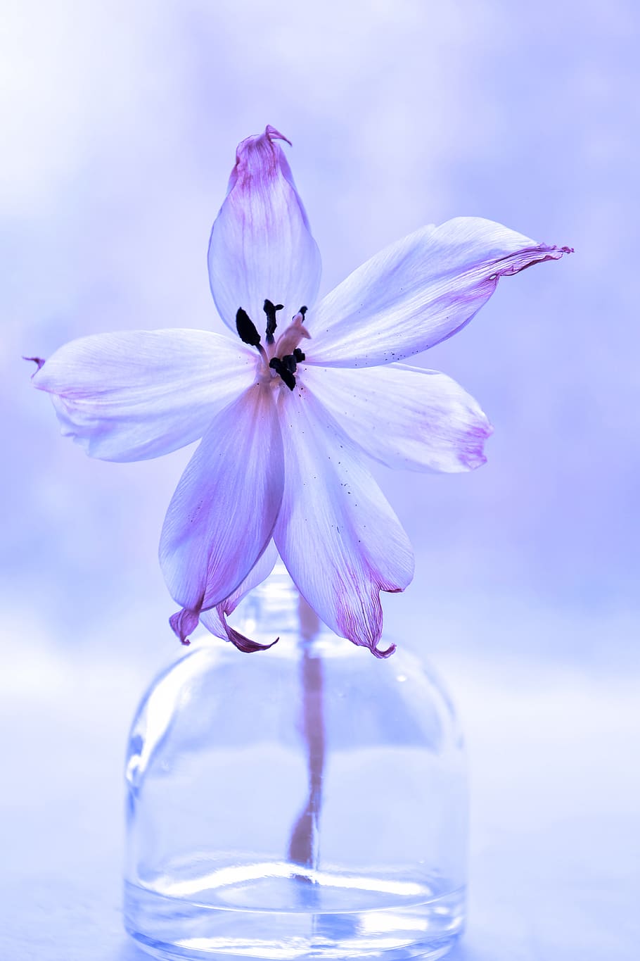 Flower In Glass Vase, bloom, blossom, flora, petals, plant, flowering plant HD wallpaper