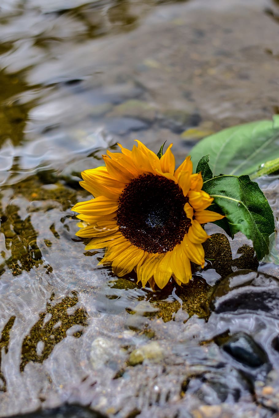 sunflower, nature, spring, flowering plant, yellow, flower head HD wallpaper