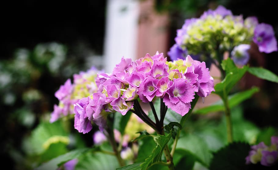 hydrangea, hydrangea flower, flora, summer, ornamental plant HD wallpaper