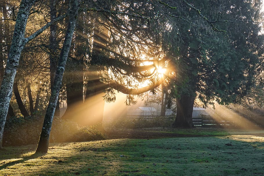 green leaf trees illuminated by sun's rays, plant, sunlight, beauty in nature HD wallpaper