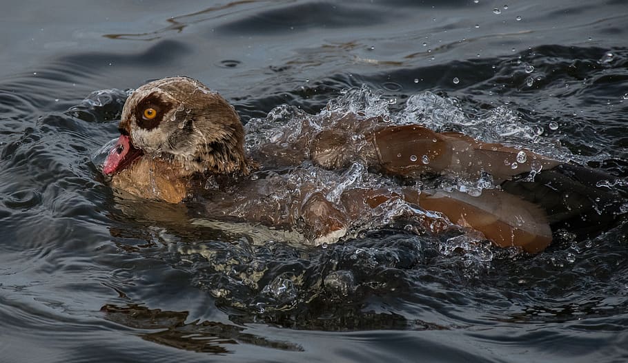 duck soaking on water, outdoors, waterfowl, laax, graubünden HD wallpaper