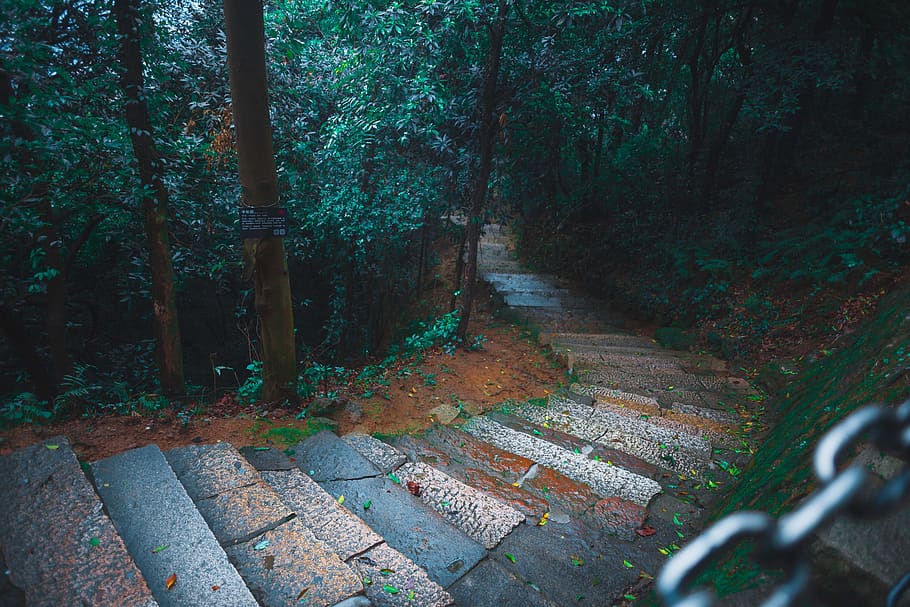 rain, plank, forest, mountain road, the mountains, resorts HD wallpaper