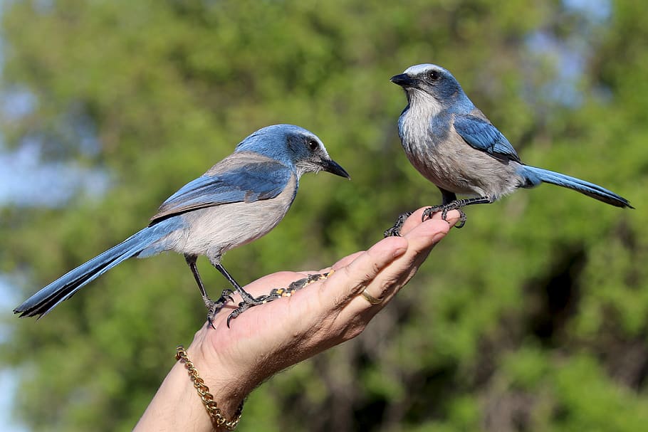 Person Holding Two Blue Blue Jay Birds, animals, bracelet, daytime HD wallpaper
