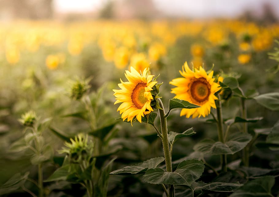 Sunflower meadow, field, leaf, leaves, yellow, green, nature HD wallpaper