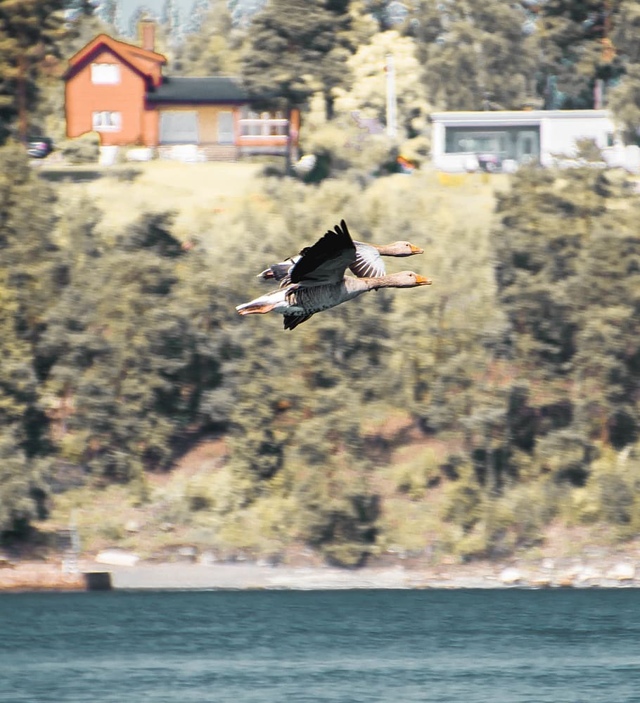 two flying birds, animals in the wild, animal wildlife, animal themes HD wallpaper