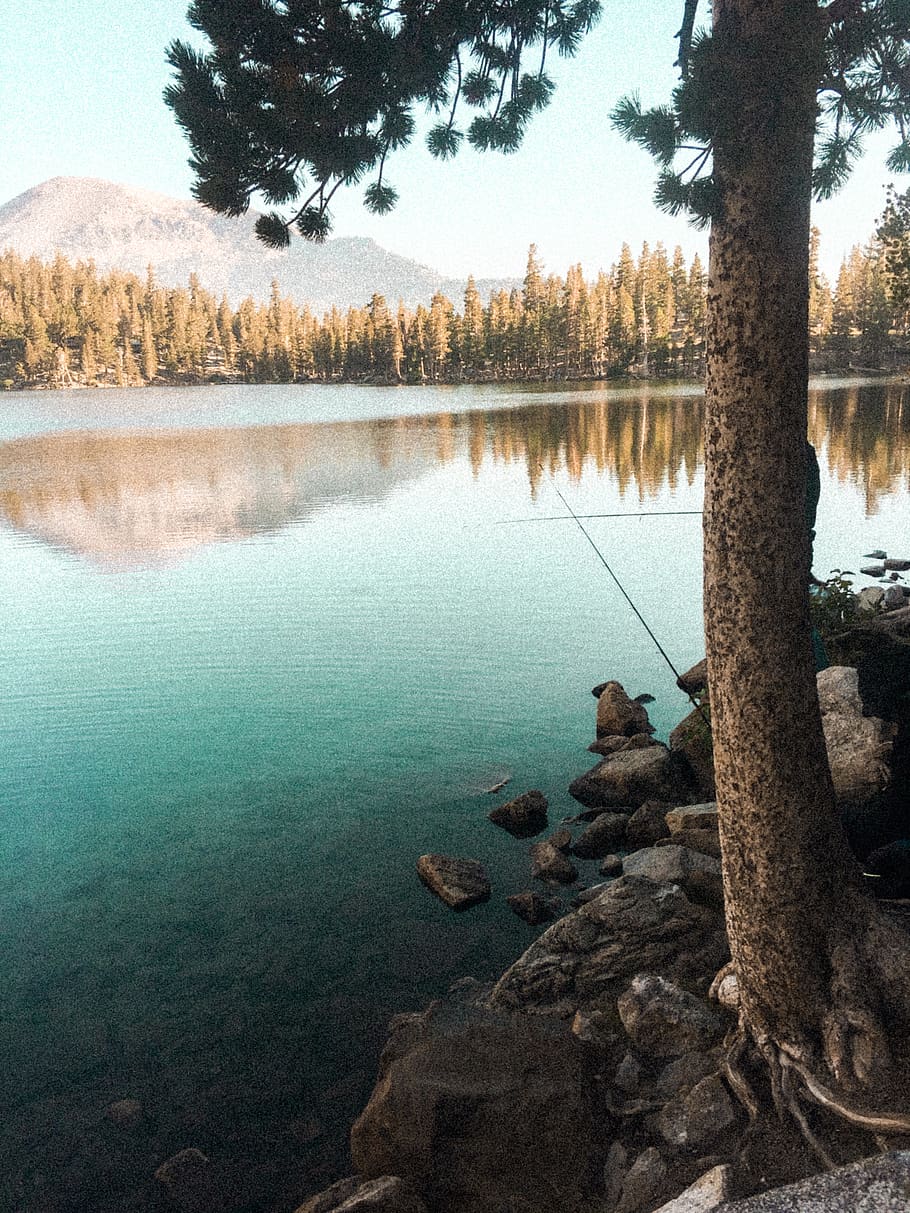 fishing, lake, trees, forest, blue, nature, green, bark, mountains HD wallpaper