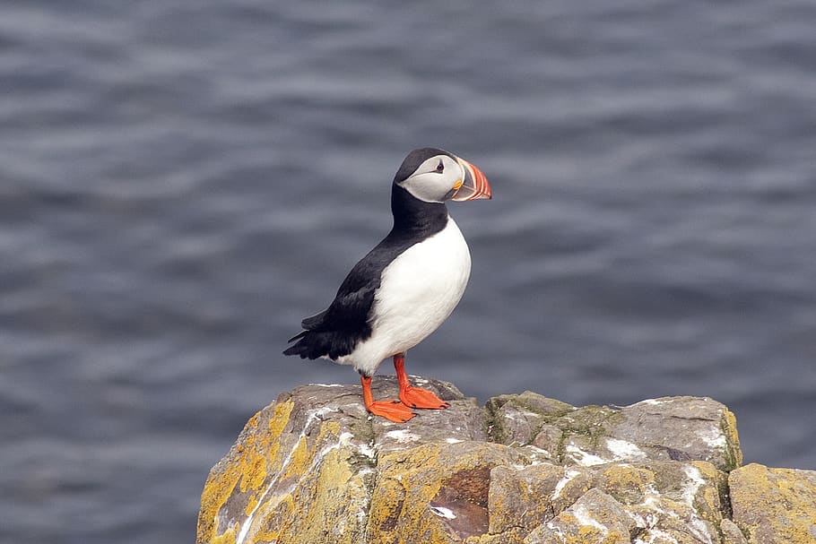 puffin, bird, cliff, iceland, birds, animal themes, animal wildlife HD wallpaper