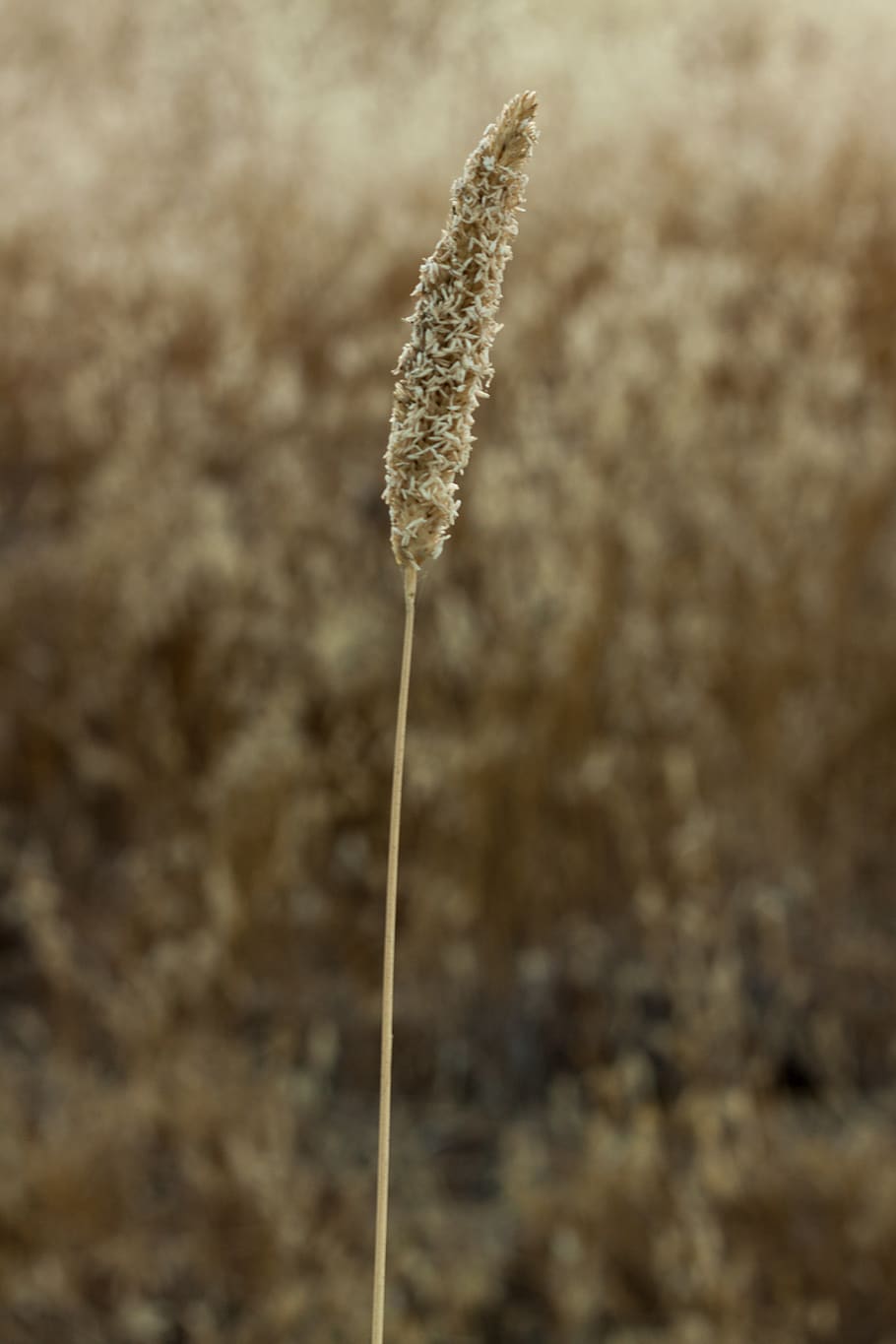 field, wheat, close-up, growth, plant, focus on foreground HD wallpaper