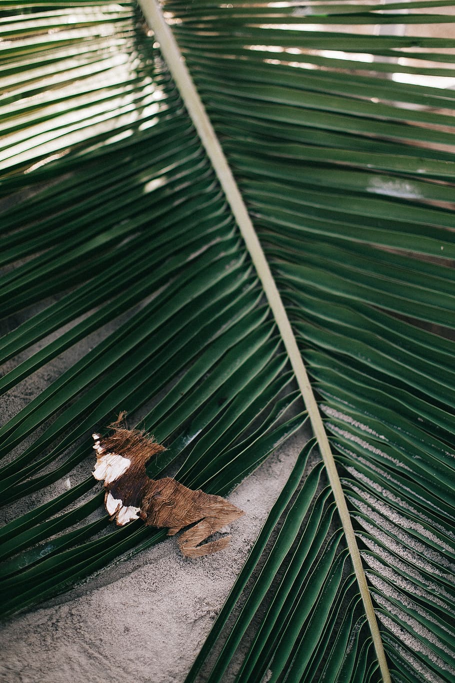 Photo of Palm Leaves, foliage, leaf, plant part, palm leaf, green color HD wallpaper