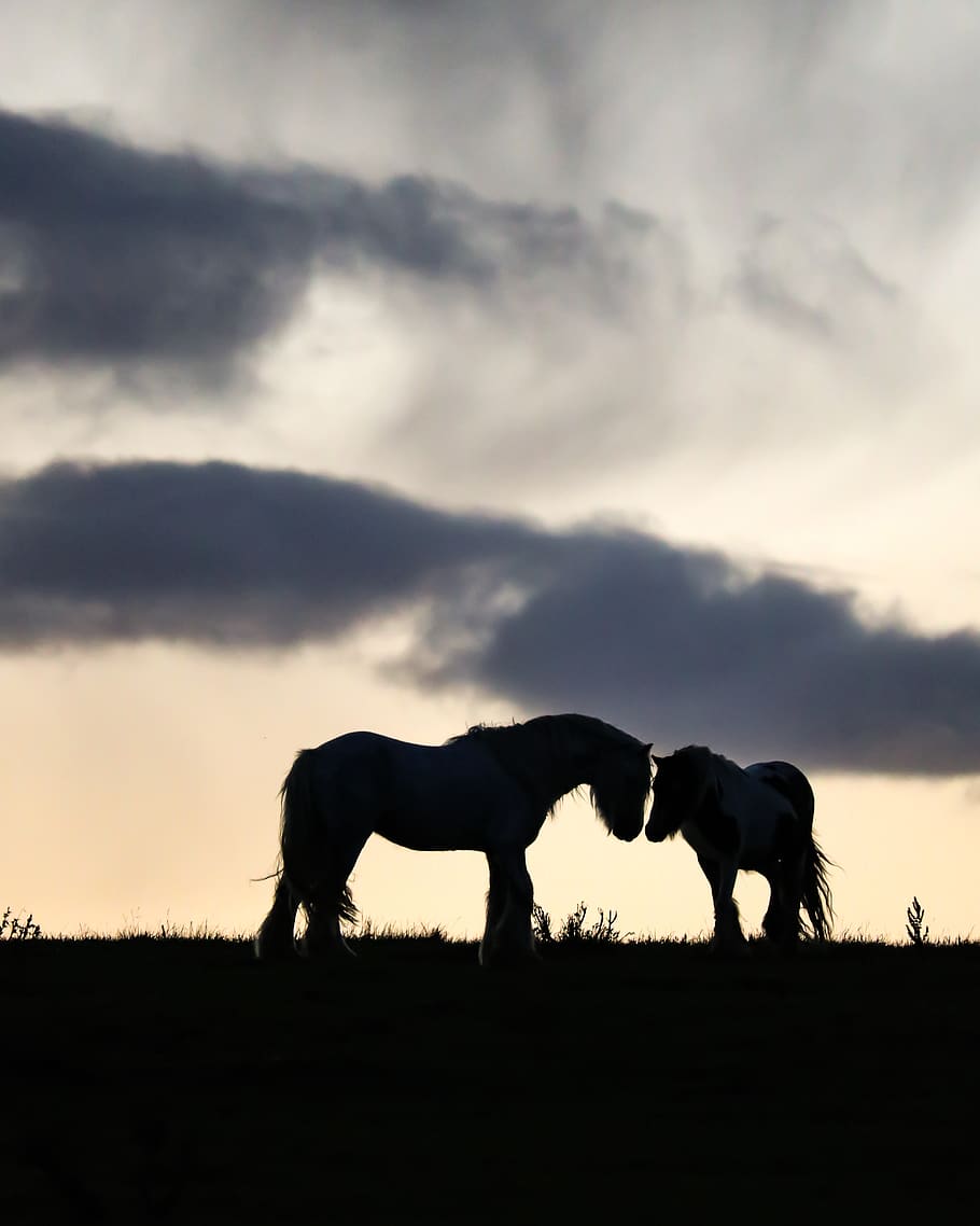 two silhouette horses, sky, mammal, animal, animal themes, cloud - sky HD wallpaper