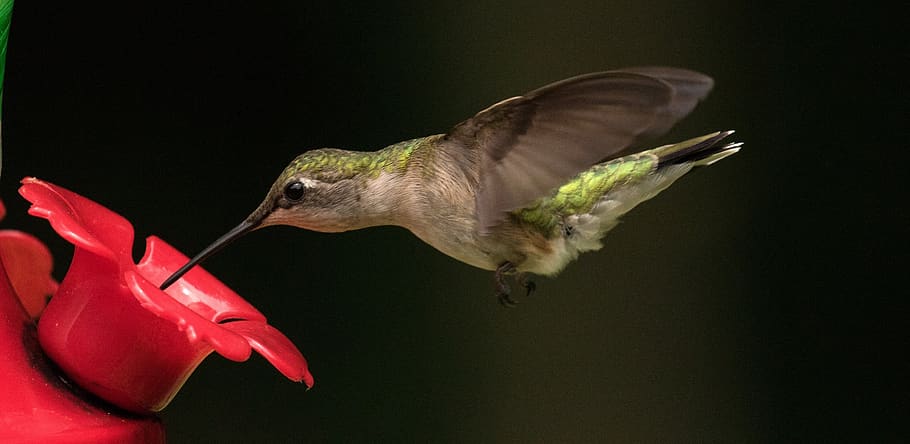 hummingbird, ruby throated, flying, portrait, wildlife, feeding HD wallpaper