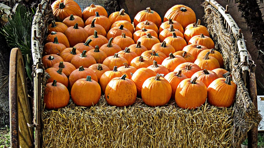 pumpkin, fruit, food, diet, eat, healthy, pumpkins, food and drink HD wallpaper