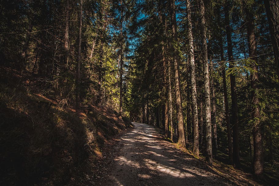 green leafed trees, forest, plant, direction, land, the way forward HD wallpaper