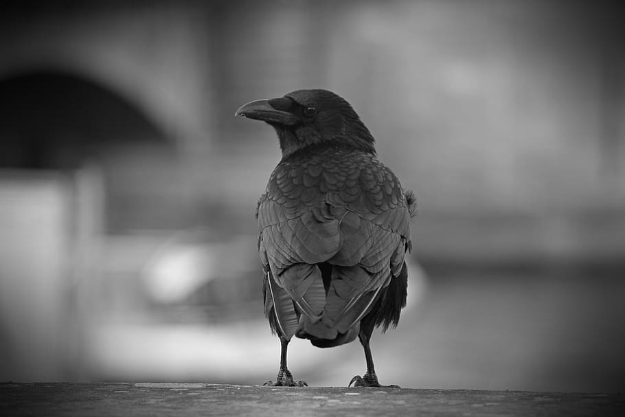 france, paris, crow, bird, vertebrate, one animal, focus on foreground HD wallpaper