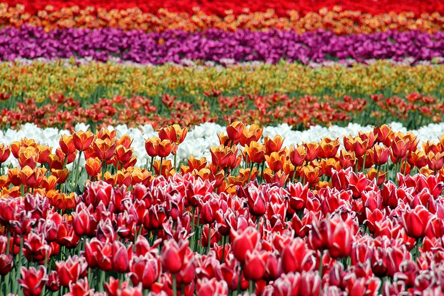 field of assorted-color-petaled flowers, plant, blossom, tulip, HD wallpaper