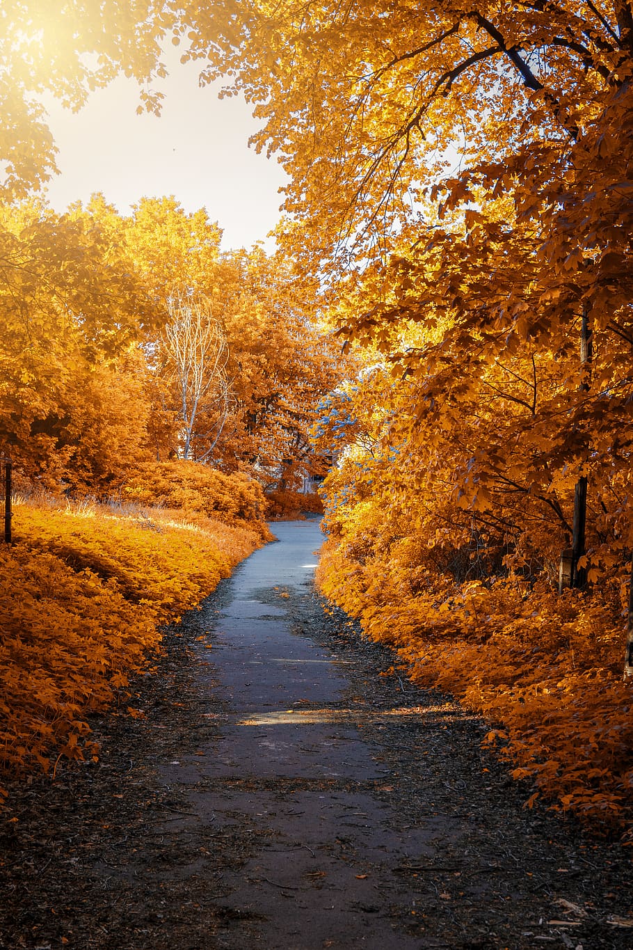 Photo of Path In-between Woods during Autumn, fall foliage, maple trees HD wallpaper