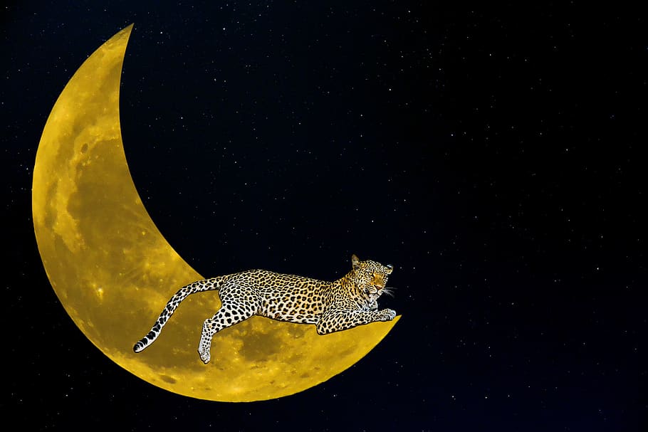 fantasy, moon, leopard, night, star, crescent, mystical, crescent moon HD wallpaper